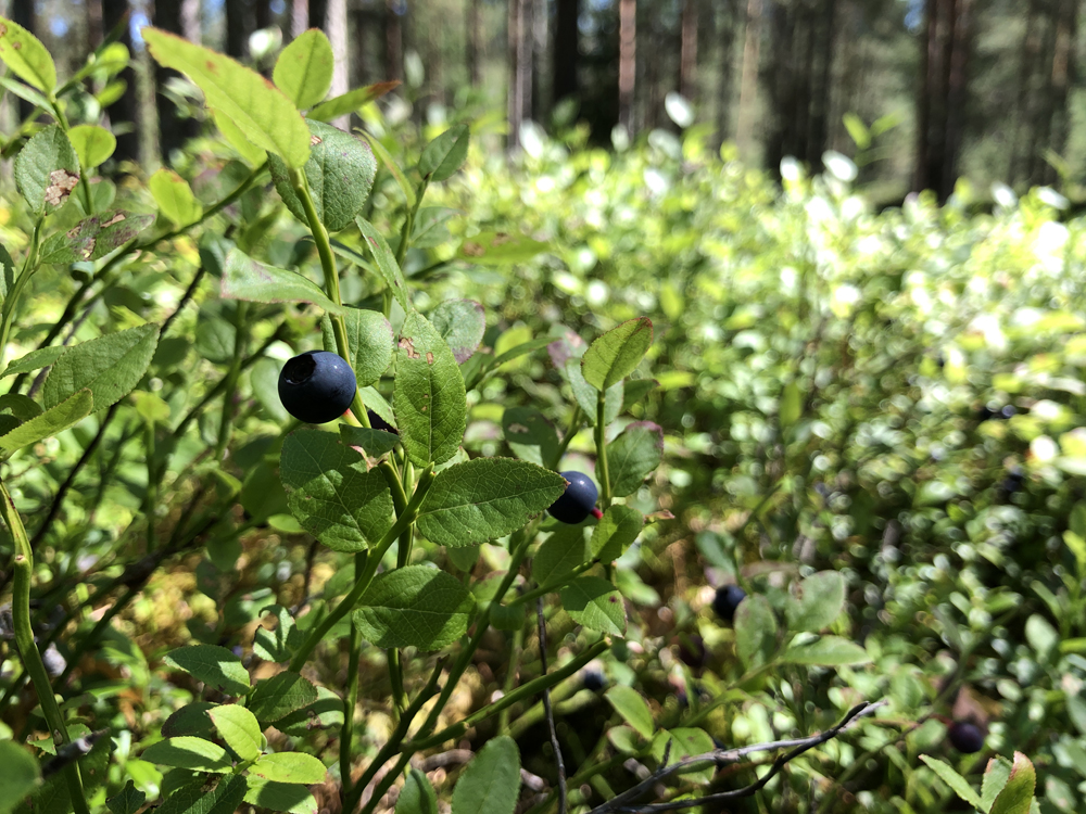 Blueberries on the way