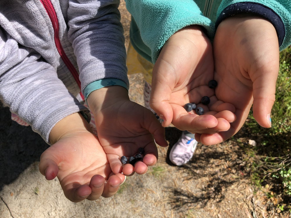 Blueberries on the way